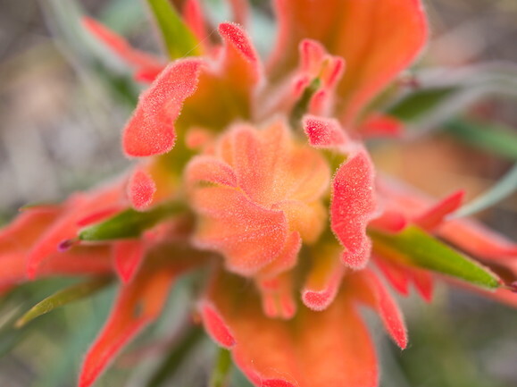 Indian paintbrush